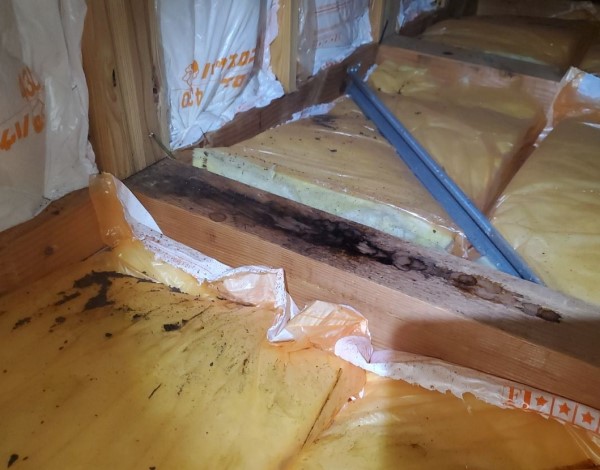 天井裏の換気不良でカビが発生