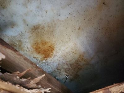 天井裏の状態②