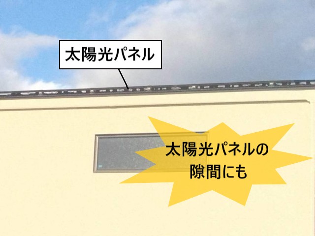 太陽光パネルの隙間にもスズメ