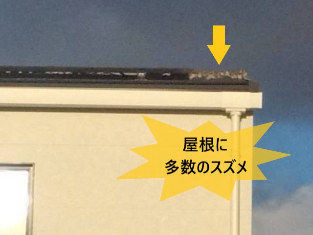 屋根に多数のスズメ