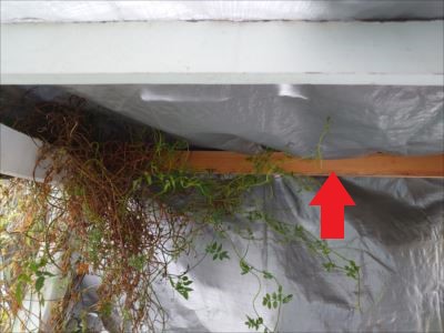 屋根木枠の破損箇所