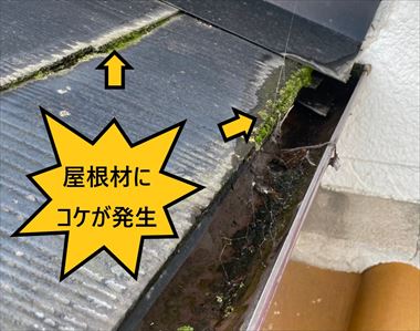 屋根材　コケ発生