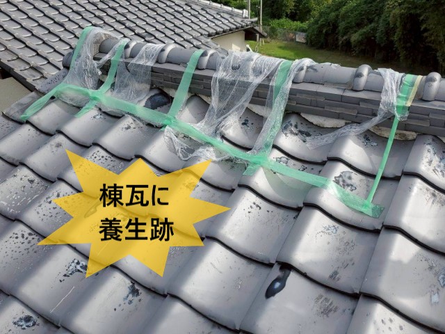 棟瓦に養生跡