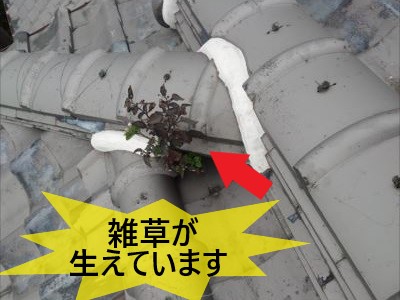 漆喰から雑草生え