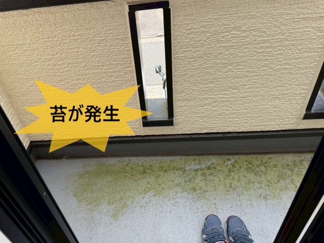 苔が発生