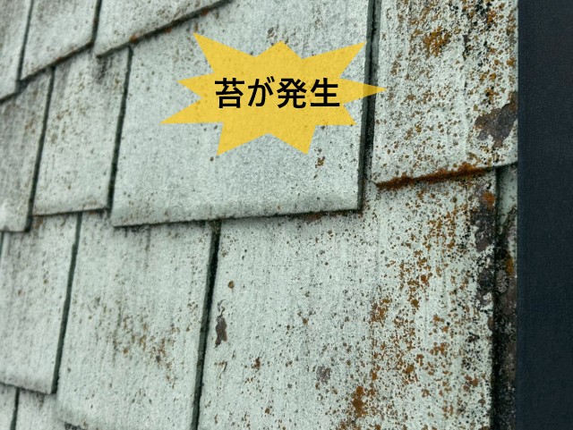苔が発生　スレート