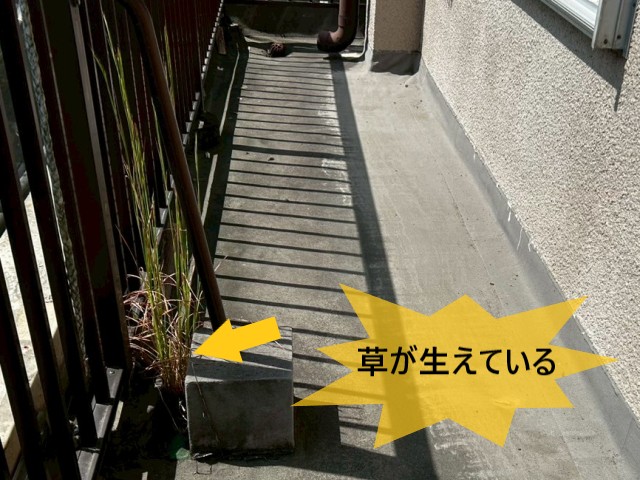 草が生えている