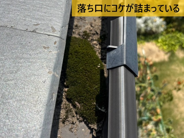落ち口にコケが詰まっている