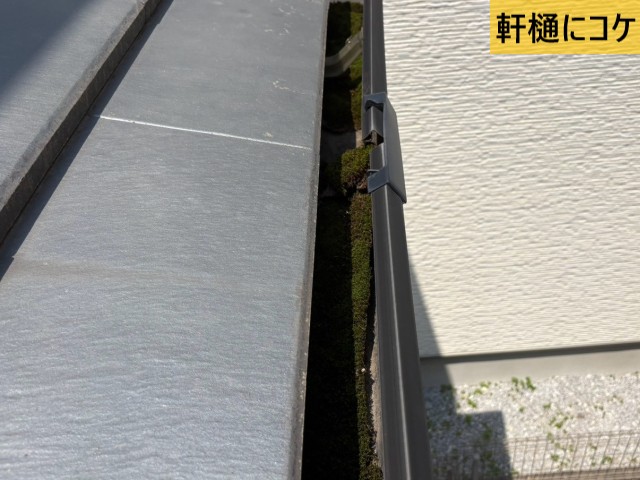軒樋にコケ