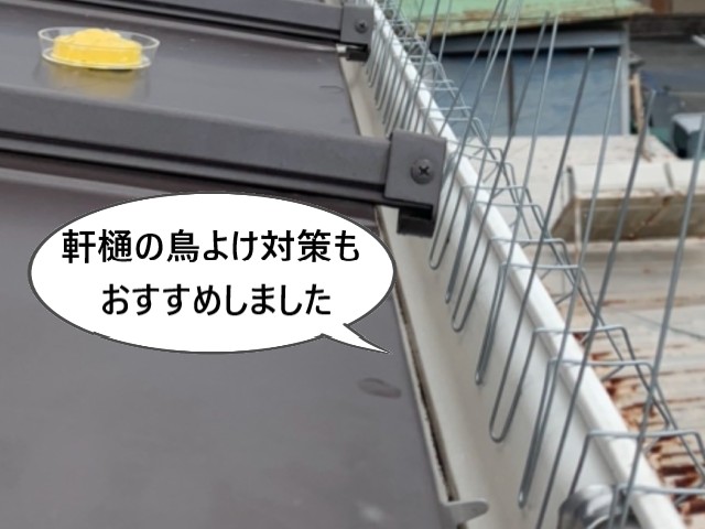 軒樋の鳥よけ対策もおすすめ