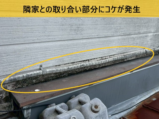 隣家との取り合いにコケ発生