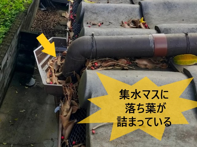 集水マスに落ち葉が詰まっている
