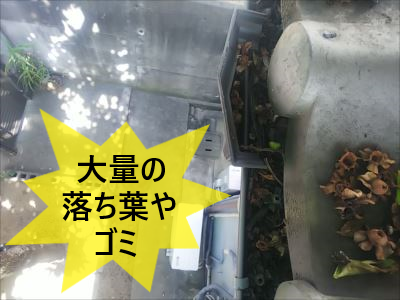 雨樋 落ち葉ゴミ