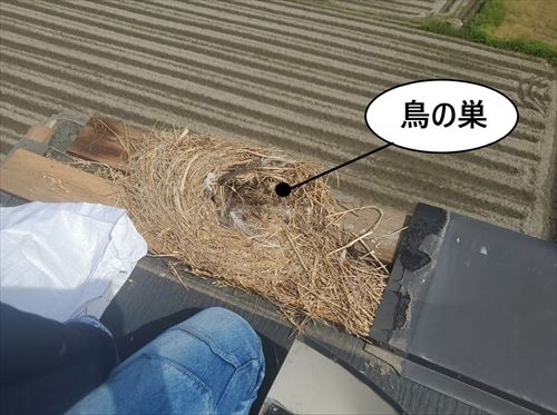 鳥の巣