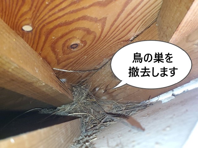 鳥の巣を撤去