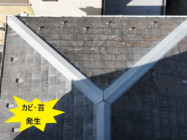 カビ・苔の発生