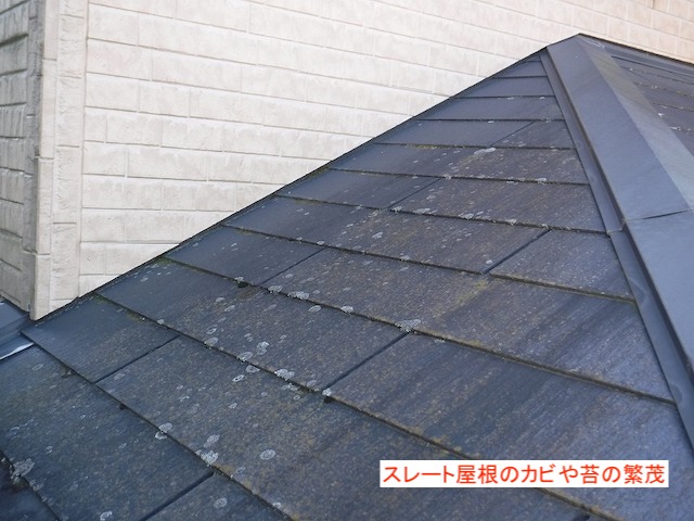 下屋根のカビの繁茂