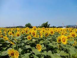 雨漏り修理　応急処置VS根本修理