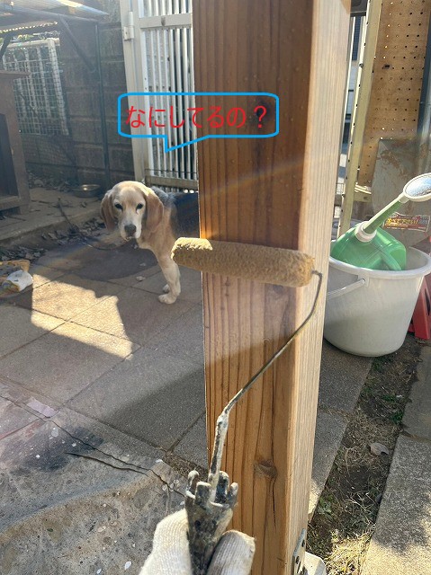 キシラデコール