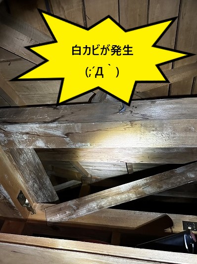 白カビ発生