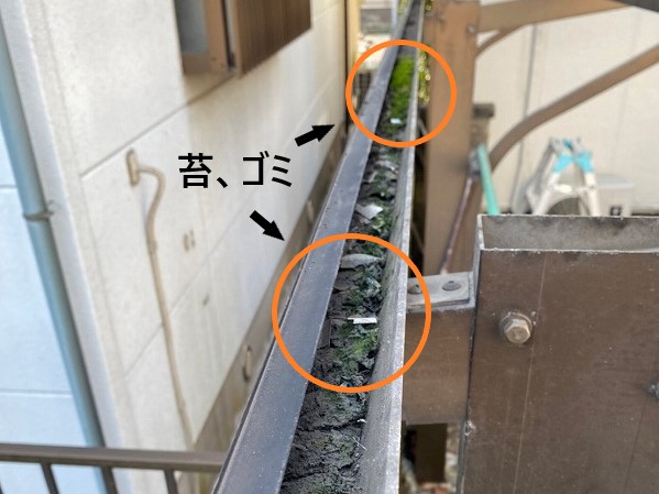 苔ゴミ