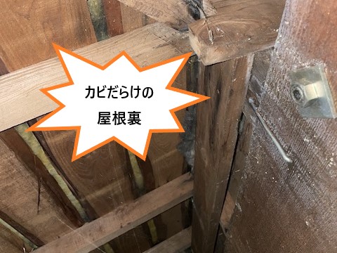 カビだらけの屋根裏