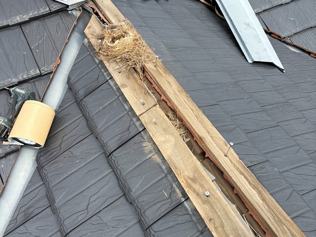 取り直し工事で棟板金を取り外したら鳥の巣があった状況