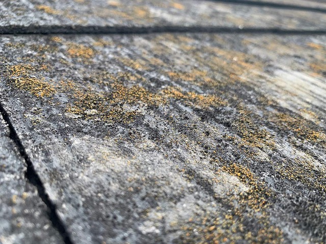 屋根に苔が発生して美観を損ねている様子