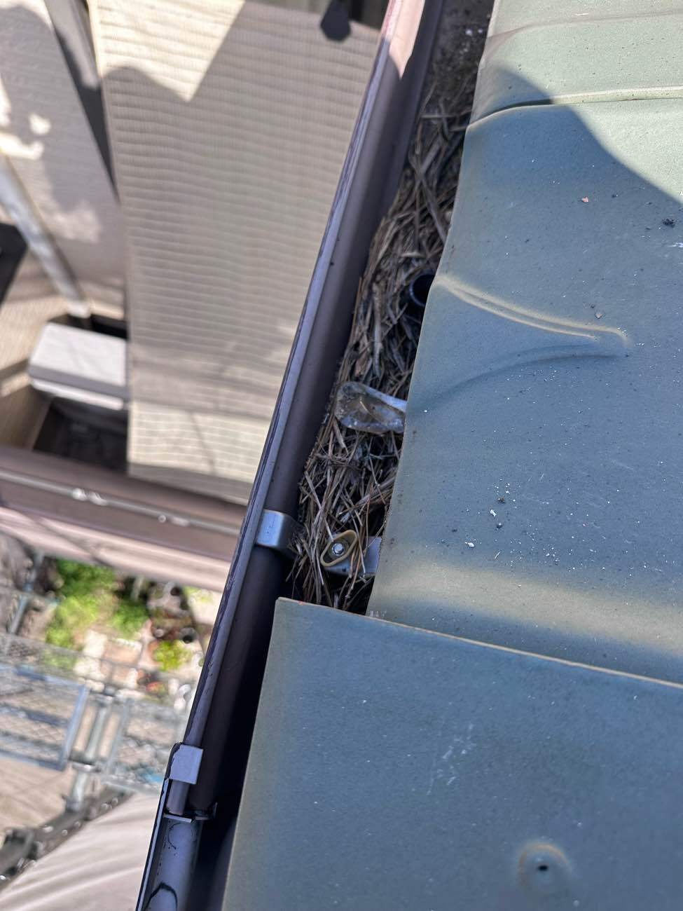 鳥の巣とクズが溜まった雨樋