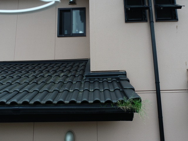住宅の雨樋に雑草が成長している様子を確認した現場調査