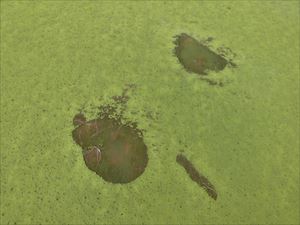 屋根及びバルコニー点検