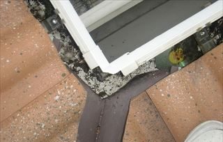 屋根の中に鳥の巣