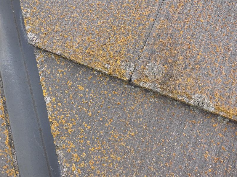 スレートのカビ・苔