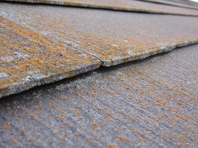 スレートのカビ・苔