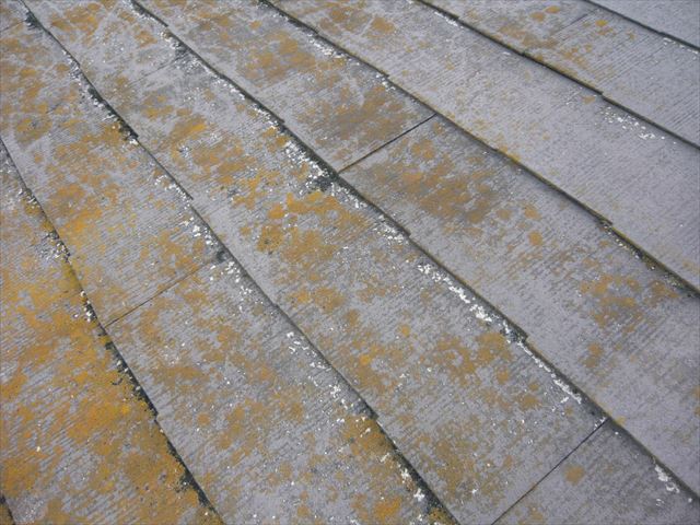 スレートのカビ・苔