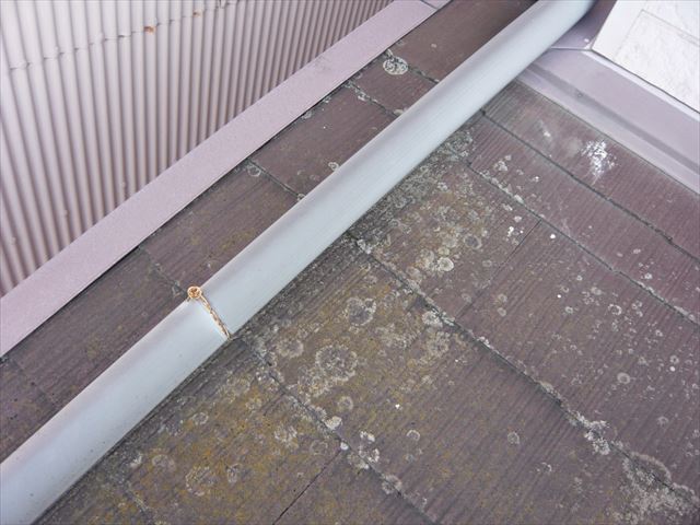 スレートのカビ・苔