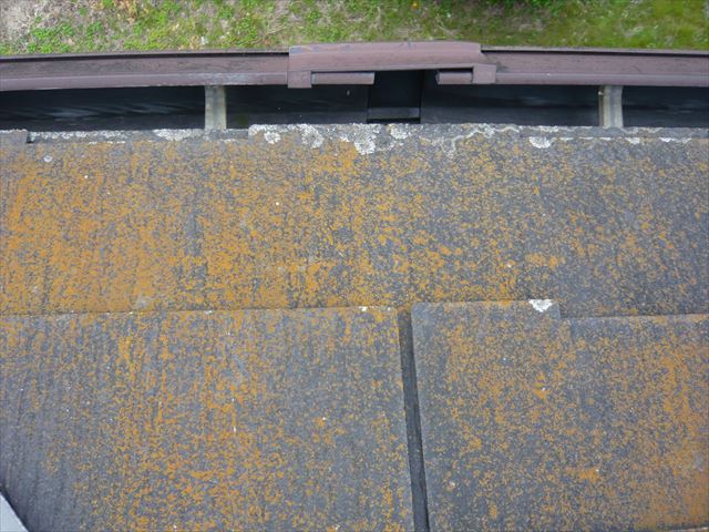 表面のカビ・苔