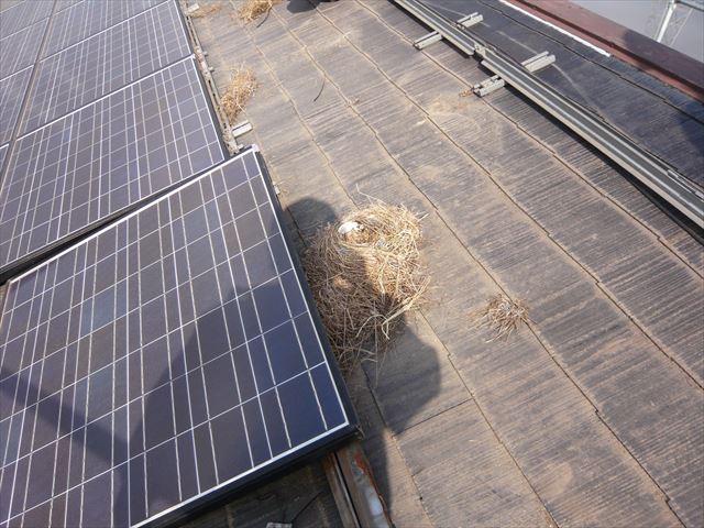 パネルの下の鳥の巣