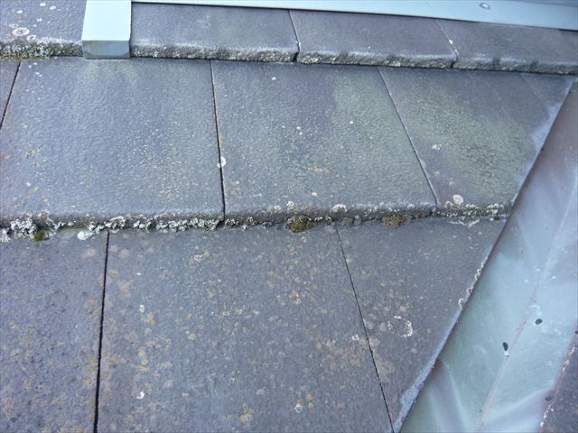 瓦に苔（下屋根）