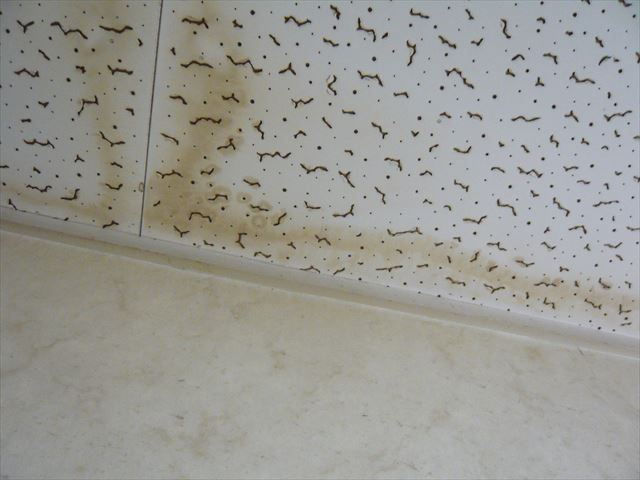 1階天井の雨染み