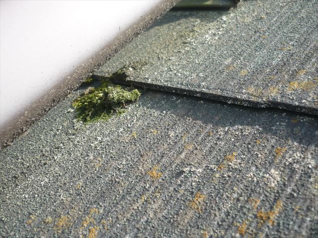 スレートの苔