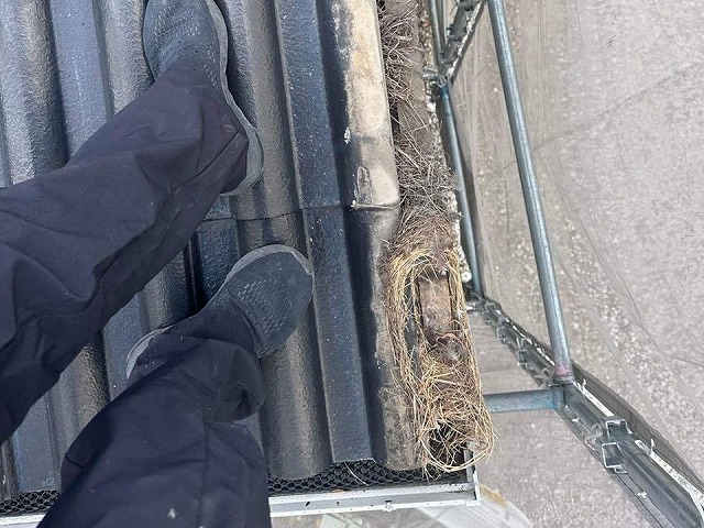 鳥の巣もある袖瓦