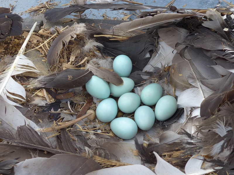 瓦とトイの修理