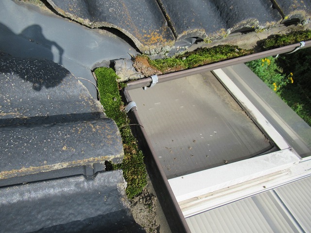 山梨市　雨樋コケ