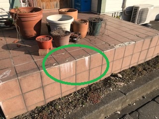 玄関タイル　白華