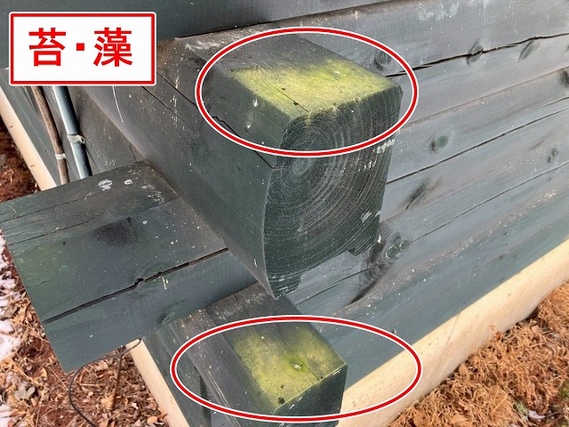 北杜市で別荘（ログハウス）の外壁に苔・藻が発生している様子