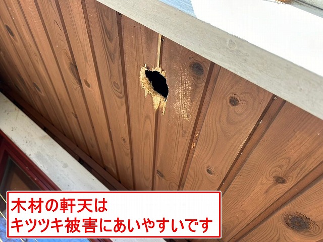北杜市でキツツキの被害を受けた木材の軒天