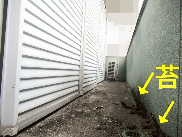 甲府市でベランダのウレタン防水に苔が発生している様子