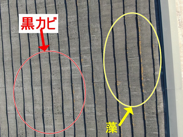 甲府市でスレート（コロニアル）屋根の調査で黒カビ・藻の繁殖を確認する様子
