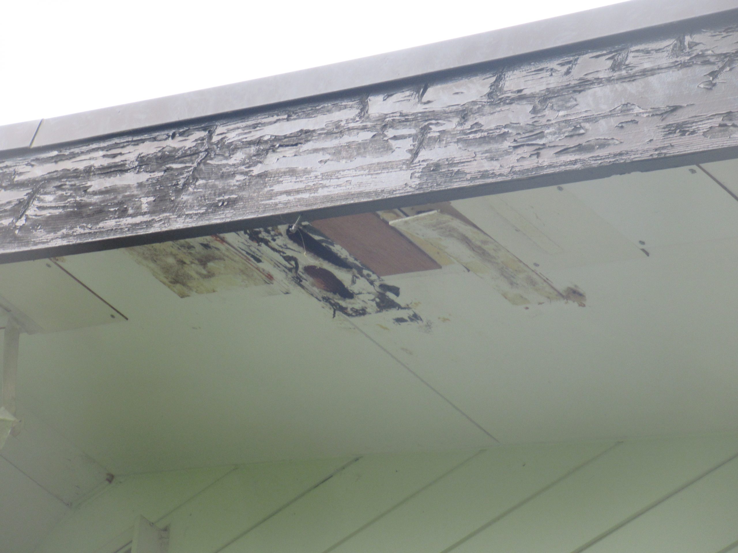 北杜市キツツキ被害